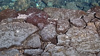 Die kleinen wei&szlig;en Albino-Krebse in der H&ouml;hle von Jameos del Agua.